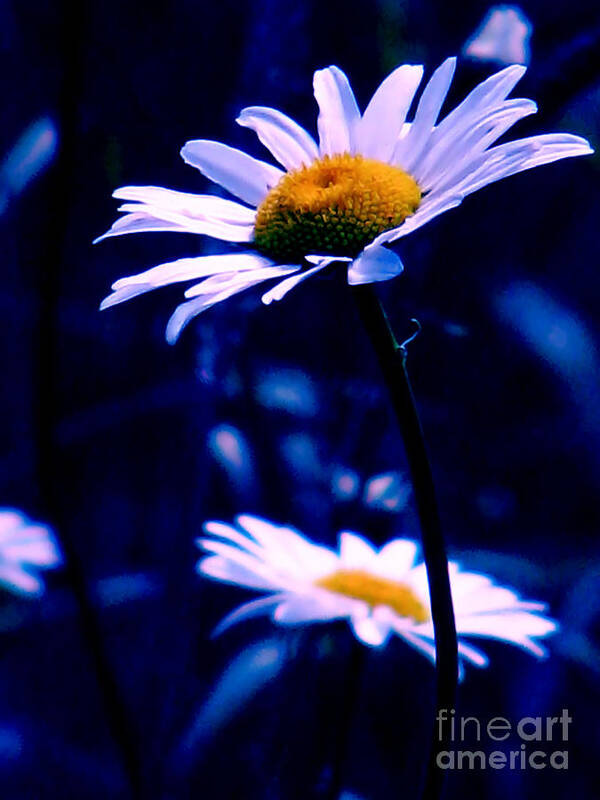 Nature Art Print featuring the photograph Daisies In The Blue Realm by Rory Siegel