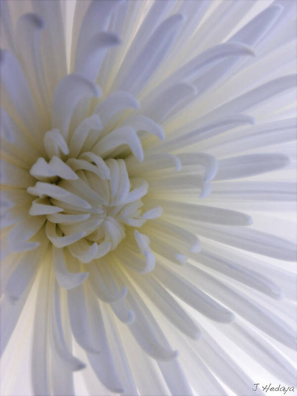 Flowers Art Print featuring the photograph Daisy Dream Glow by Joseph Hedaya