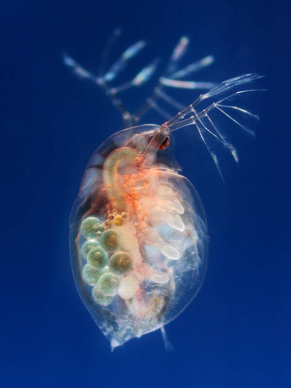 Microscope Art Print featuring the photograph Daphnia duplex with eggs by Micro_photo