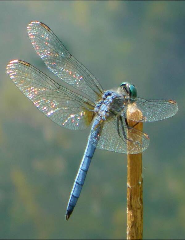 Lake Art Print featuring the photograph Dragonfly on Stick by Gallery Of Hope 