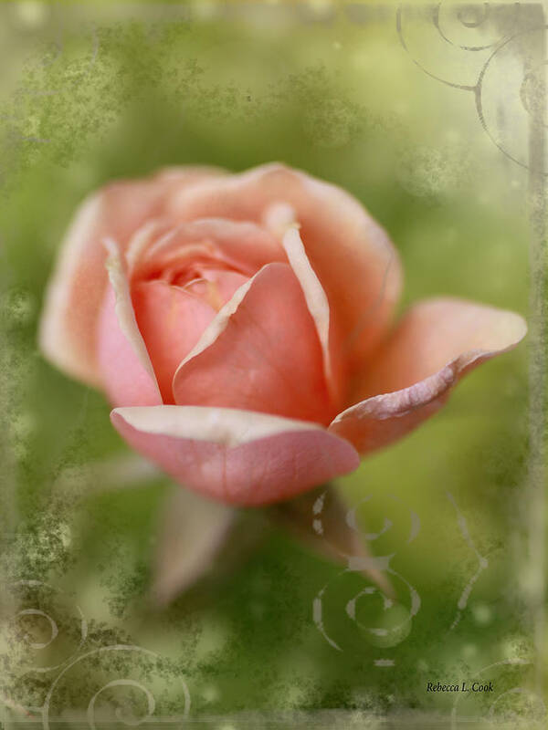 Dream Rose Art Print featuring the photograph Dream Rose by Bellesouth Studio