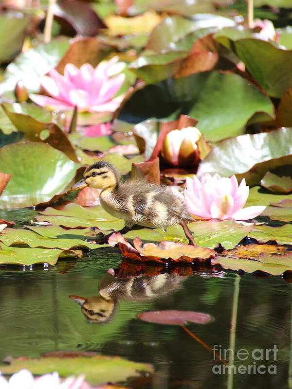 Ducklings Art Print featuring the photograph Duckling running over the Water Lilies 2 by Amanda Mohler