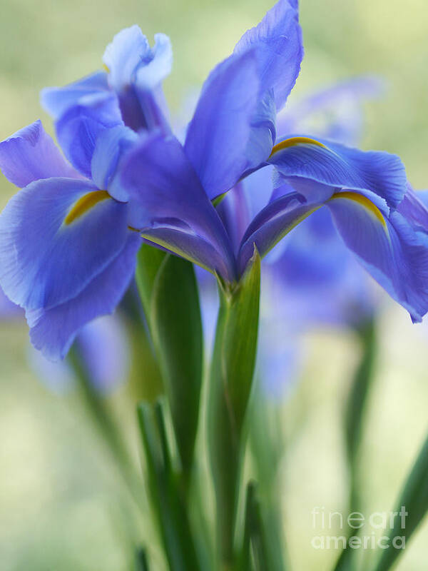 Dutch Iris Art Print featuring the photograph Dutch Blues by Irina Wardas