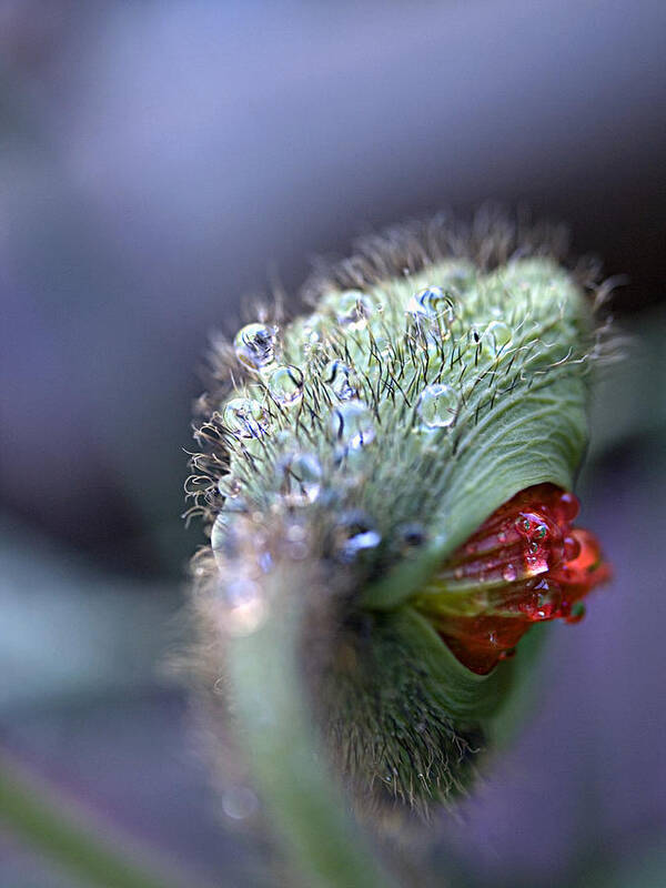 Iceland Poppy Art Print featuring the photograph Emergence by Joe Schofield