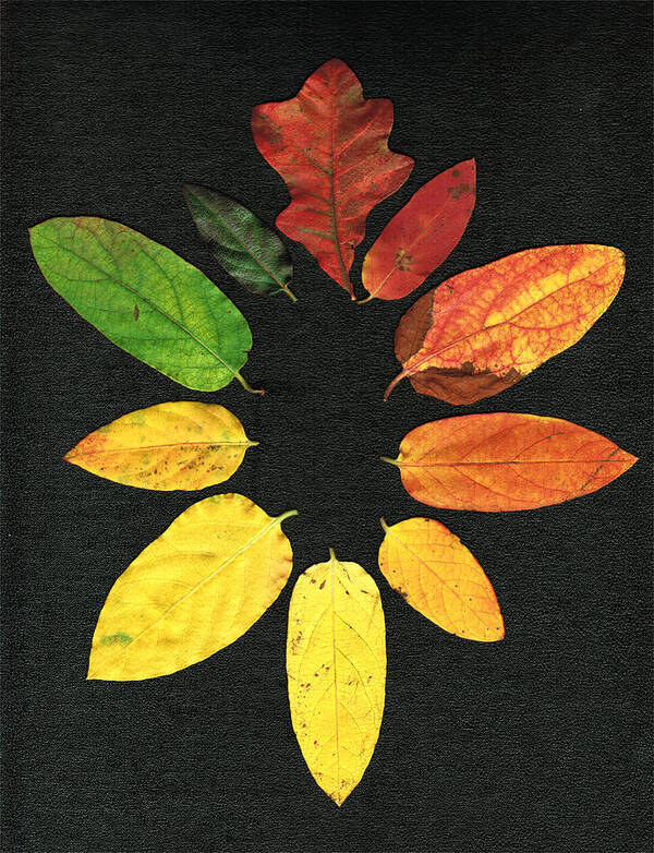Oak Art Print featuring the digital art Evolution of Autumn Bk by Pete Trenholm