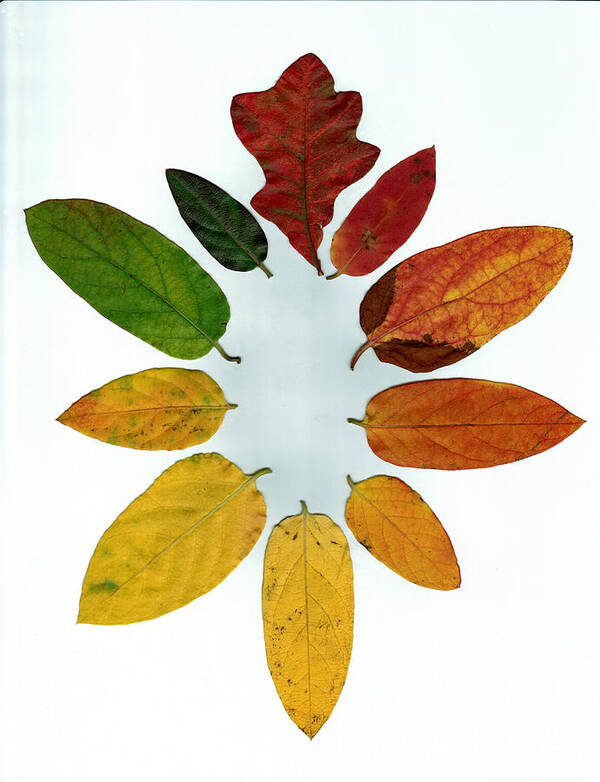 Oak Art Print featuring the digital art Evolution of Autumn Wh by Pete Trenholm