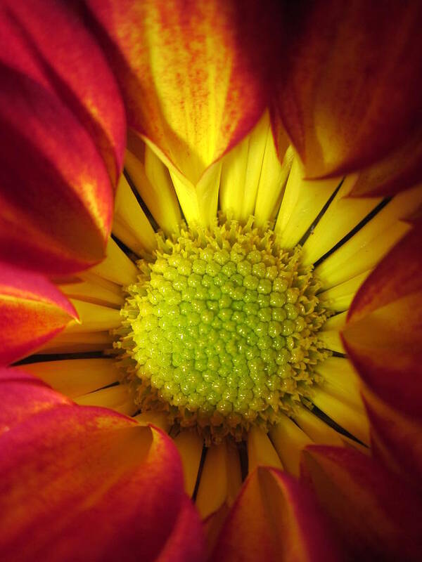 Stamens Art Print featuring the photograph Eye Candy by Rosita Larsson