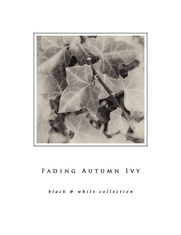 Fading Autumn Ivy Black And White Collection Art Print featuring the photograph Fading Autumn Ivy black and white collection by Greg Jackson