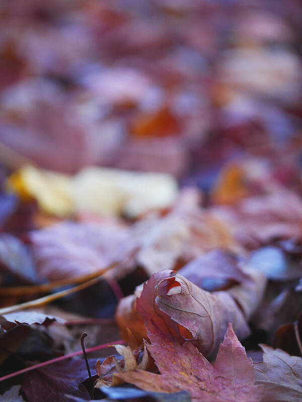 Foliage Fine Art Photo Art Print featuring the photograph Fallen Leaves Road by Irina Wardas