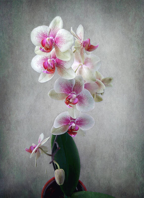 Orchids Art Print featuring the photograph Fancy Orchids by Louise Kumpf