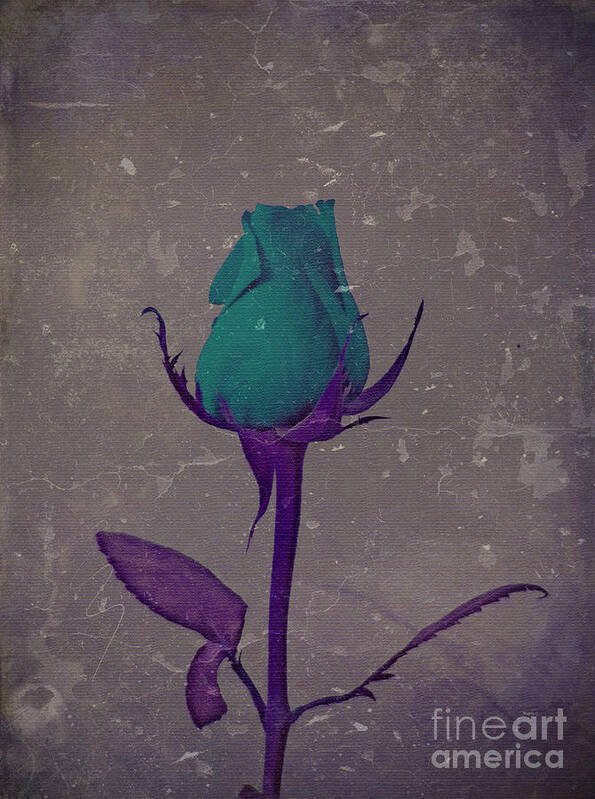 Teal And Purple Rose Art Print featuring the photograph Fantasy Flower Teal and Purple Rose Bud Art by Adri Turner