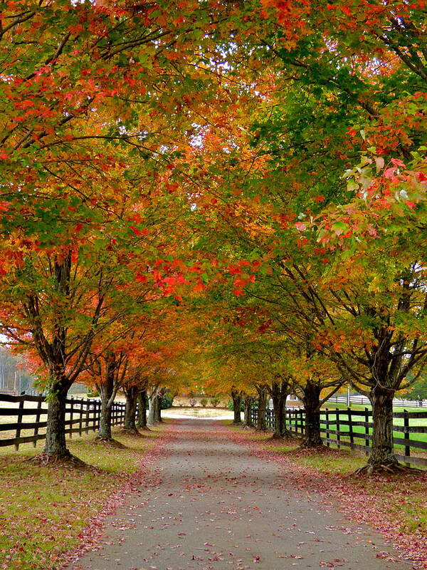 Maple Art Print featuring the photograph Farm Lane in Autumn by Jean Wright