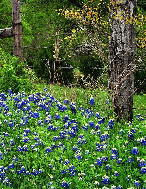 Blue Art Print featuring the photograph Fenced In Bluebonnets by David and Carol Kelly