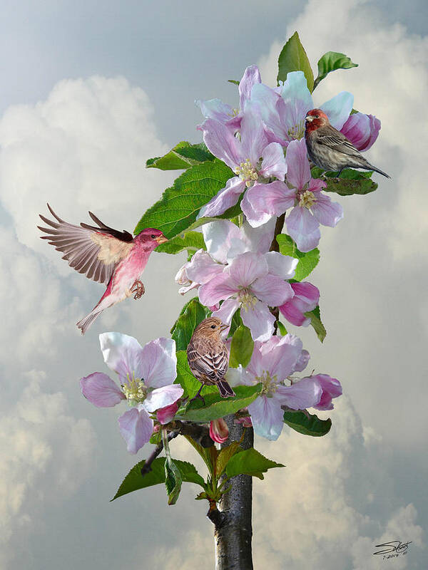 Birds Art Print featuring the digital art Finches in Blooming Apple Tree by M Spadecaller