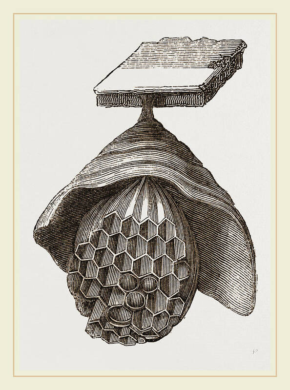 First Stage Art Print featuring the drawing First Stage Of Hornets Nest by Litz Collection