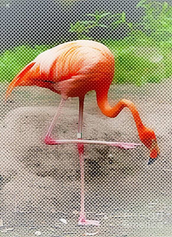 Flamingo Art Print featuring the photograph Flamingo Four by Lilliana Mendez