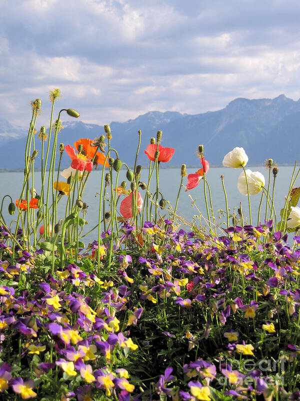 Alps Art Print featuring the photograph Floral Coast 2 by Amanda Mohler