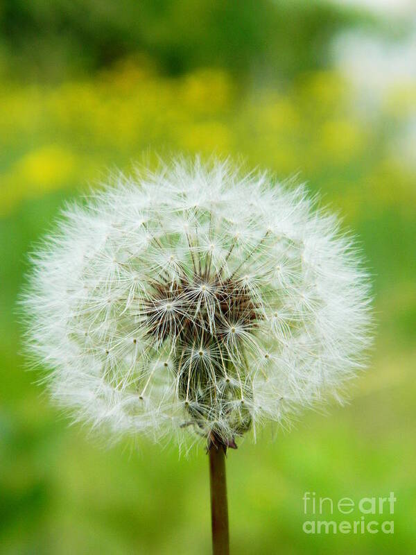 Dandelion Art Print featuring the photograph Fluffy dandelion by Andrea Anderegg