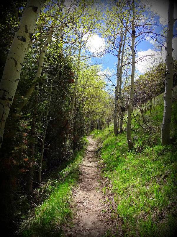 Trail Art Print featuring the photograph Footpath by Donna Spadola