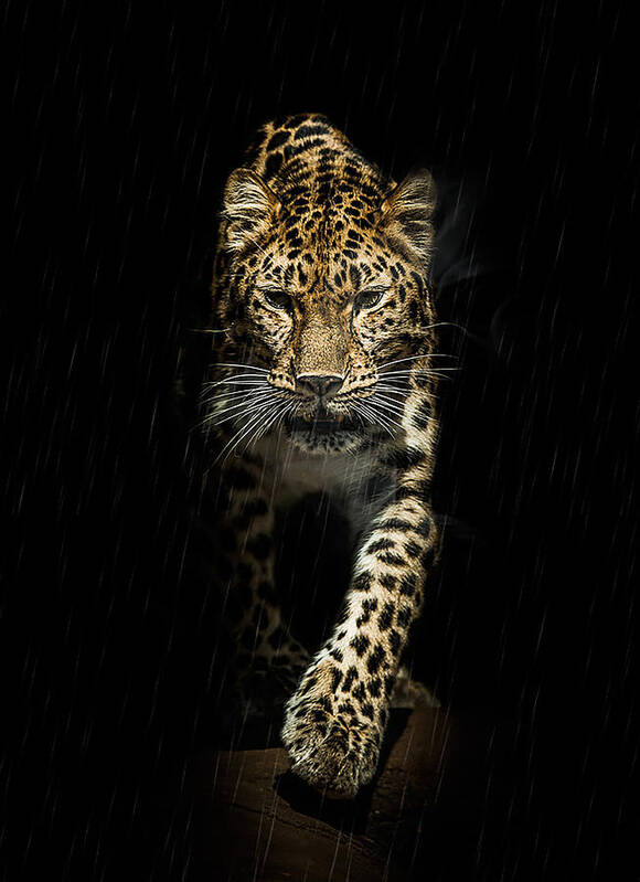 Leopard Art Print featuring the photograph From out of the darkness by Paul Neville