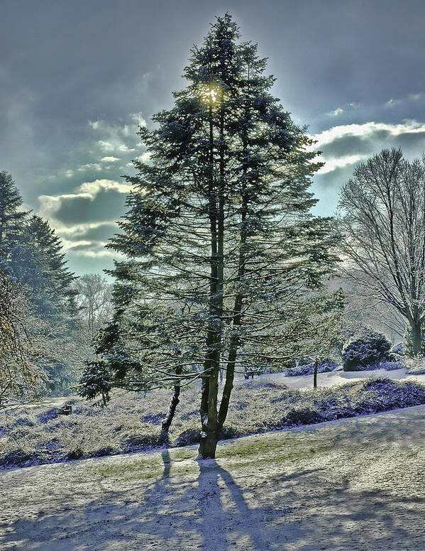 Tree Art Print featuring the photograph Frost on Pine Tree by Gary Slawsky