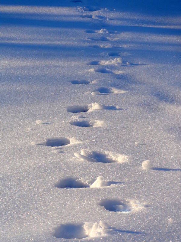 Skompski Art Print featuring the photograph Frosty Path by Joseph Skompski