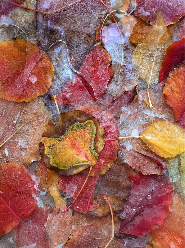 Feb0514 Art Print featuring the photograph Frozen Autumn Aspen Leaves by Tim Fitzharris