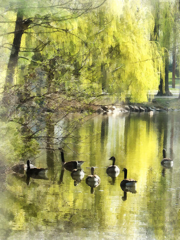 Goose Art Print featuring the photograph Geese by Willow by Susan Savad