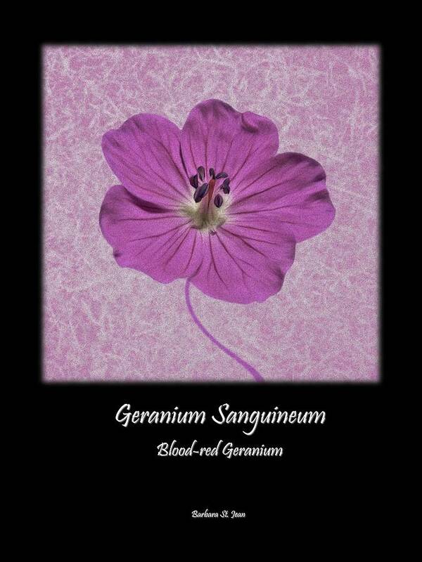 Geranium Art Print featuring the digital art Geranium Purple Poster 2 by Barbara St Jean