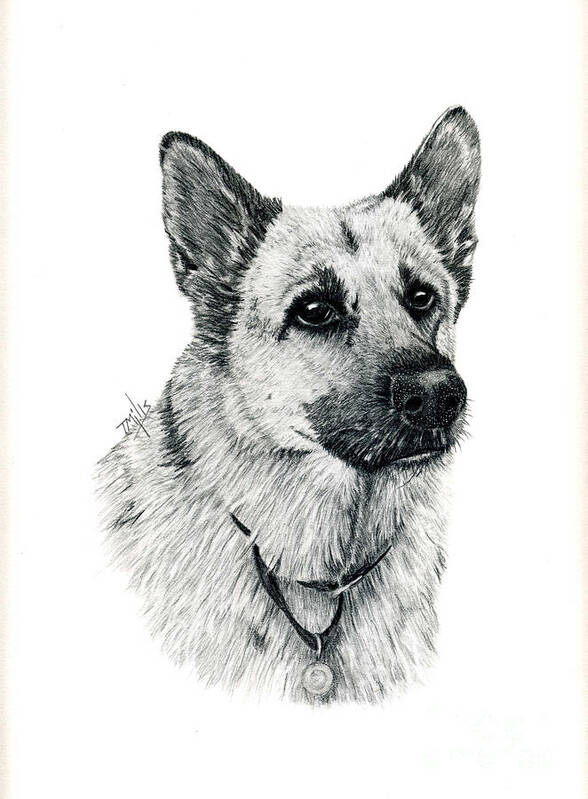 Dog Art Print featuring the drawing German Shepherd by Terri Mills