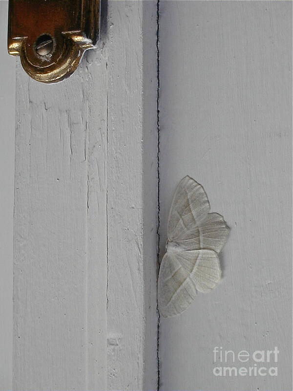 Insects Art Print featuring the photograph Ghost Doorbell Moth by Christopher Plummer