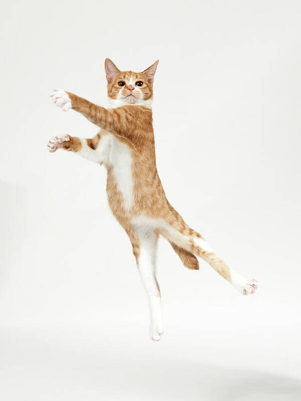 Pets Art Print featuring the photograph Ginger Kitten Jumping Like Dancer by Akimasa Harada