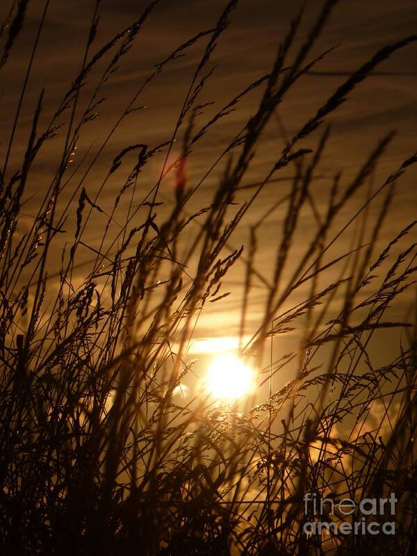 Sunset Art Print featuring the photograph Glow Through The Grass by Vicki Spindler