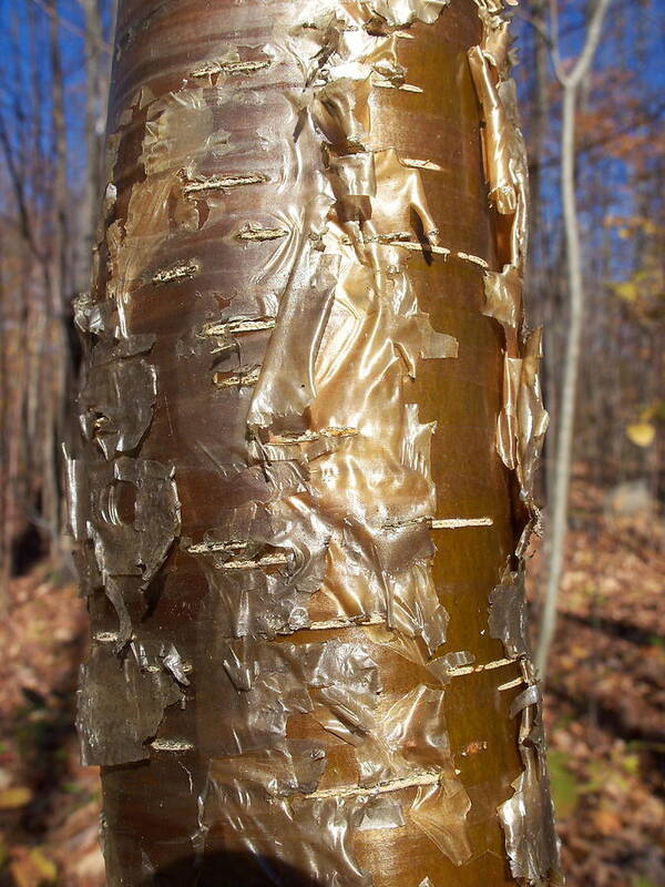 Yellow Birch Art Print featuring the photograph Gold Leaf by David Pickett