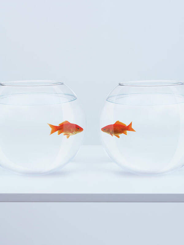 Pets Art Print featuring the photograph Goldfish In Separate Fishbowls Looking by Adam Gault