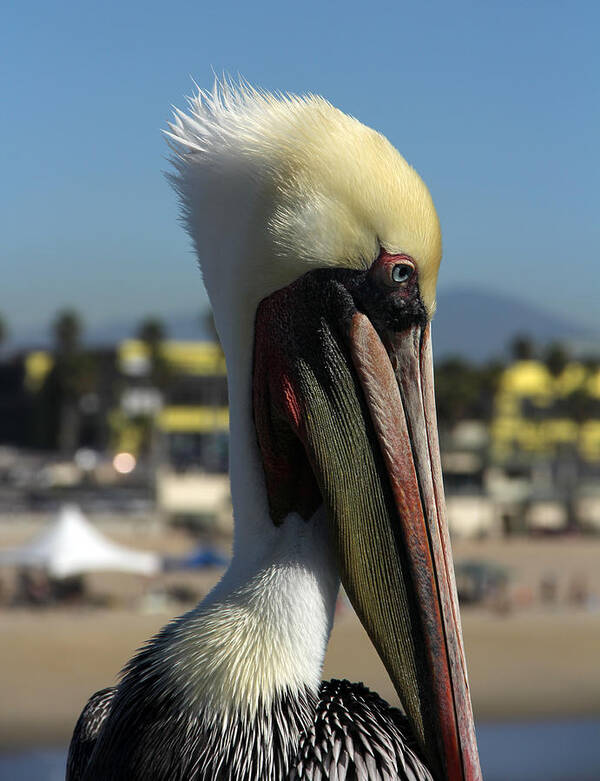 Pelican Art Print featuring the photograph Gracie by Tammy Espino