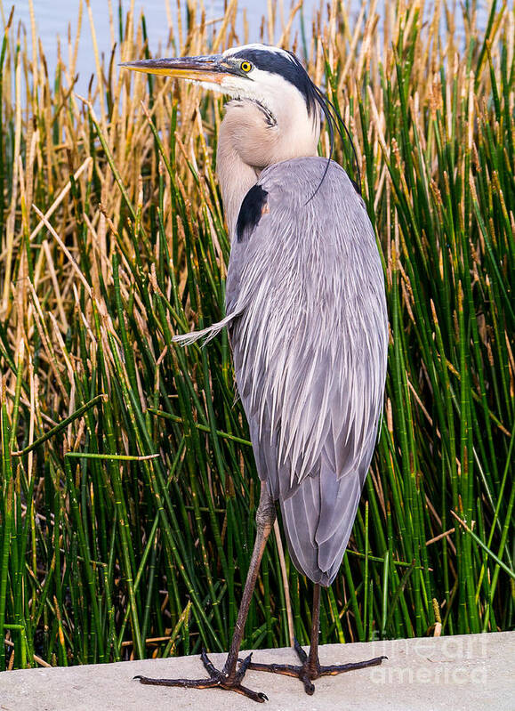 2013 Art Print featuring the photograph Great Blue Heron by Edward Fielding