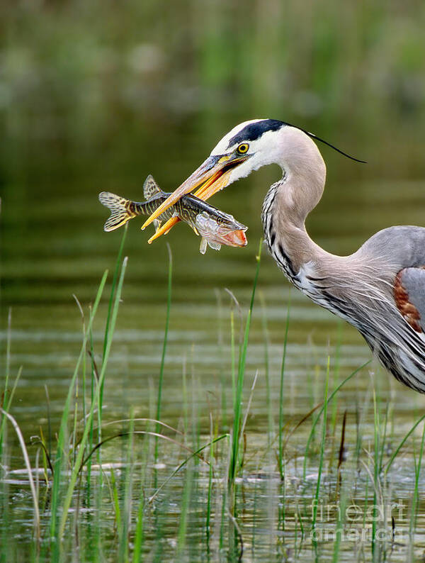 Great Blue Heron Art Print featuring the photograph Great Blue Heron With Prey by Scott Linstead