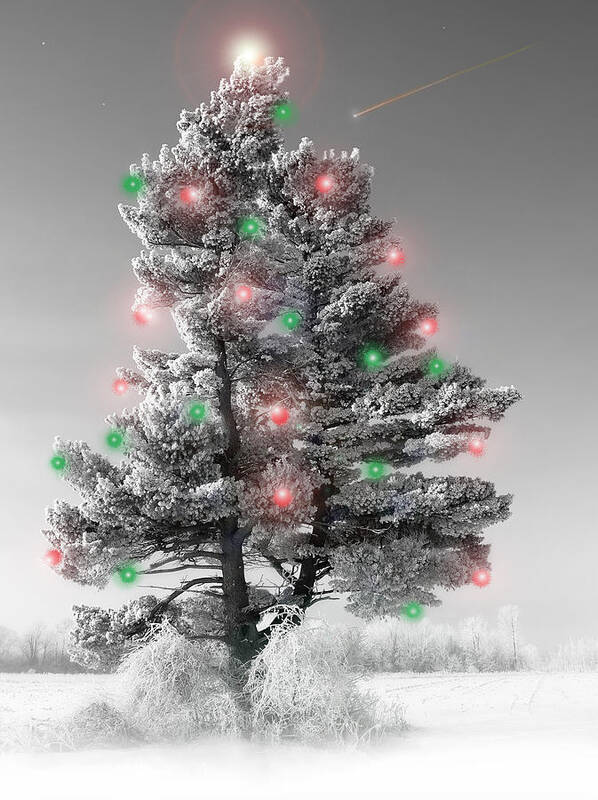 Christmas Tree.pine Art Print featuring the photograph Great White Christmas Pine by John Bartosik