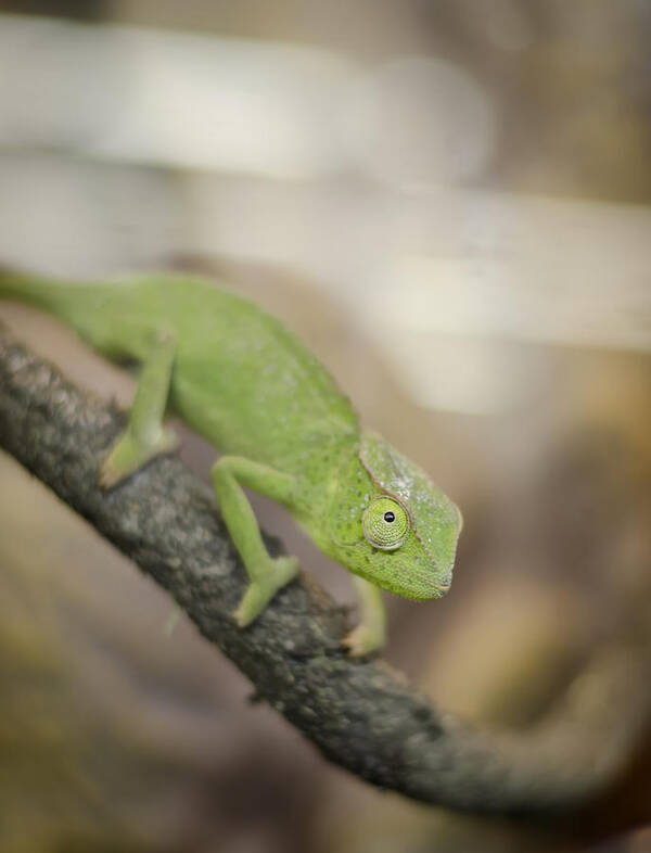 Chameleon Art Print featuring the photograph Green Chameleon by Heather Applegate