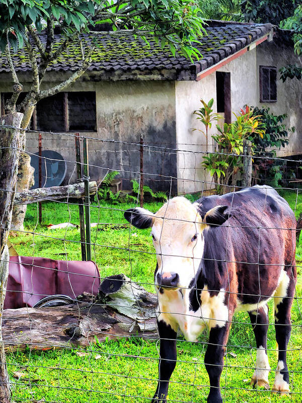 Cow Art Print featuring the photograph Hanzawa Cow 1 by Dawn Eshelman