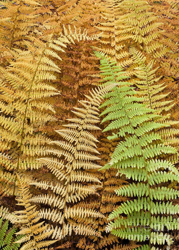 Fern Art Print featuring the photograph Hay-Scented Ferns by Alan L Graham