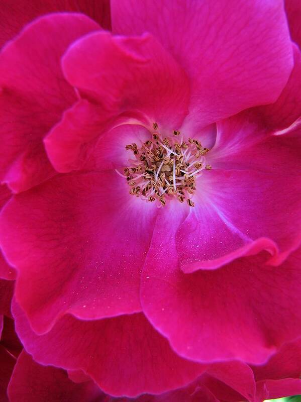 Rose Art Print featuring the photograph Heart Of The Rose 1 by Lora Fisher