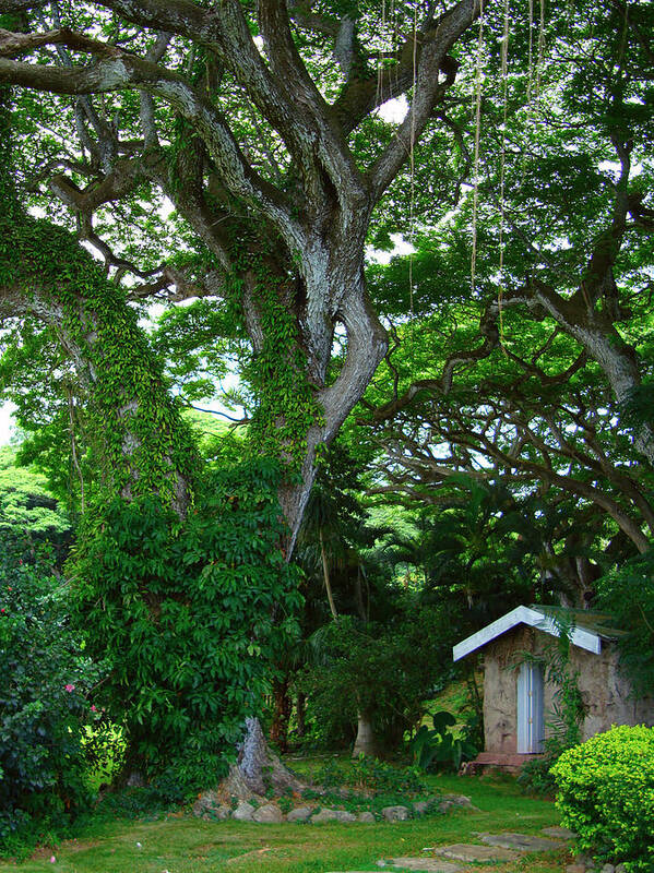 Tree Art Print featuring the photograph Hidden Cottage by Kara Stewart