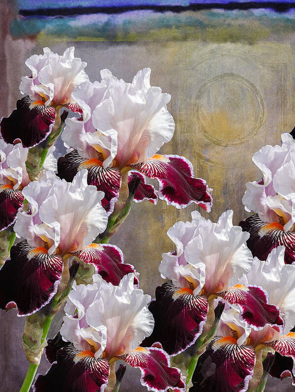 Iris Art Print featuring the photograph Hood Canal Iris by Jeff Burgess