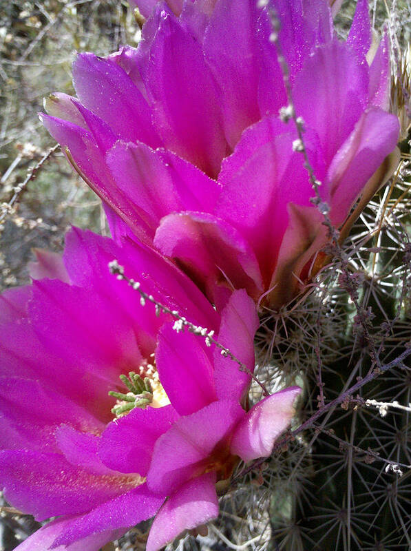 Cactus Art Print featuring the photograph Hope by Suzanne Silvir
