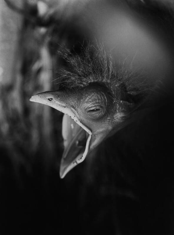 Bird Art Print featuring the photograph Hungry bird by Erik Tanghe