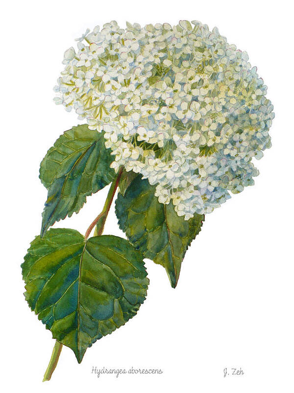 Hydrangea Art Print featuring the painting Hydrangea aborescens by Janet Zeh