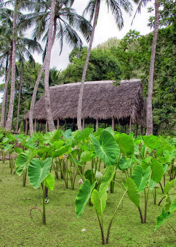 Hawaiian Art Print featuring the photograph Iao Valley 36 by Dawn Eshelman