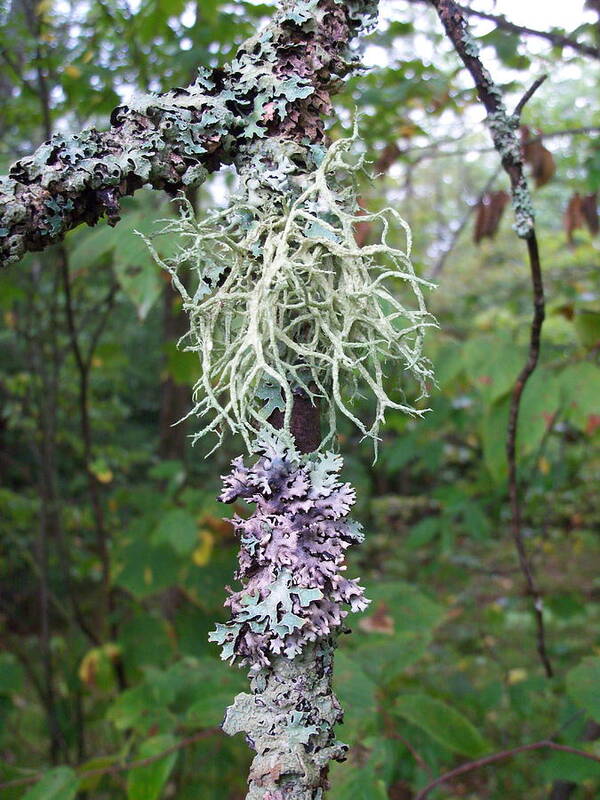 Nature Art Print featuring the photograph I'm liken this Lichen by David Pickett